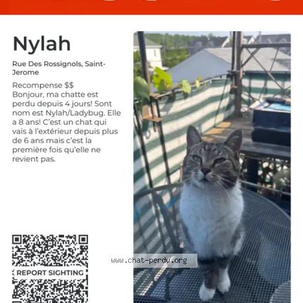 Foto 1/1 Nylah Chat perdido en Saint jerome