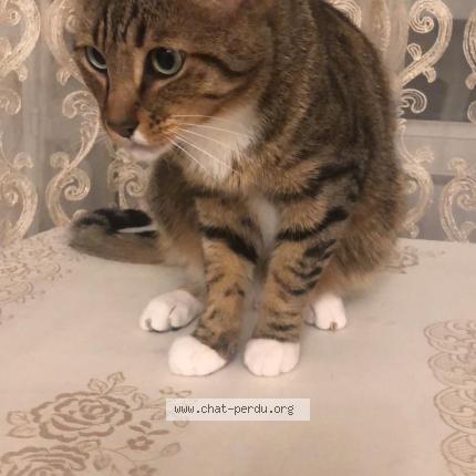 Foto 1/1 Hamzat Chat perdido en Annecy