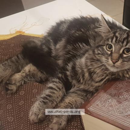 Foto 1/1 Yamina NEGMARI Chat perdido en Mont saint martin