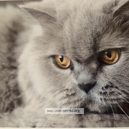 Foto 1/1 Féline Chat perdido en Cholet