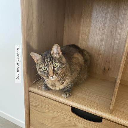 Foto 1/1 Perline Chat perdido en Nieul sur mer