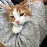 Foto del gato perdido en Sciez