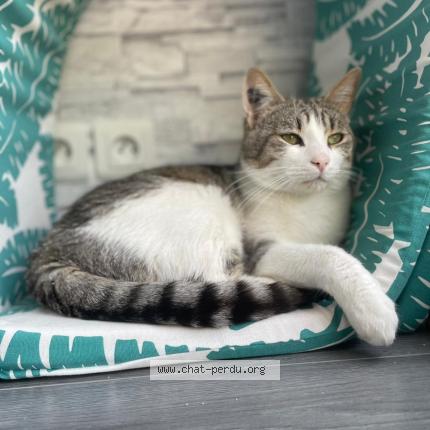 Foto 1/1 Tigris Chat perdido en Saran