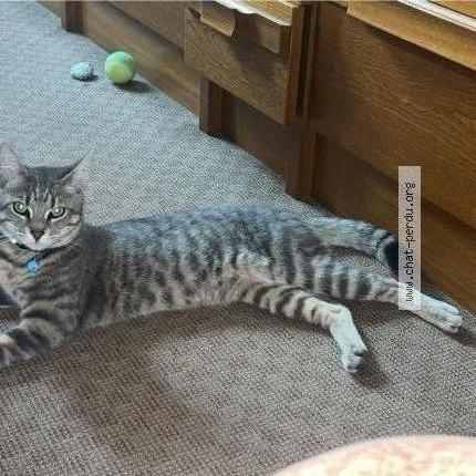 Foto 1/4 Maslina Chat perdido en Le blanc mesnil