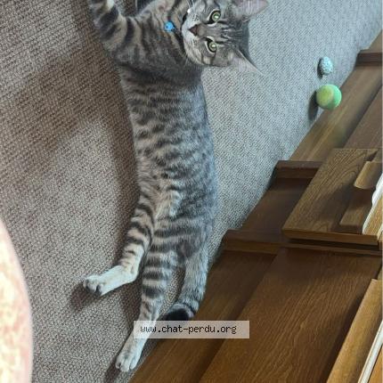 Foto 3/4 Maslina Chat perdido en Le blanc mesnil