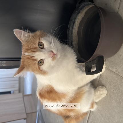 Foto 1/1 Gato encontrado Encontrado en Feche l eglise