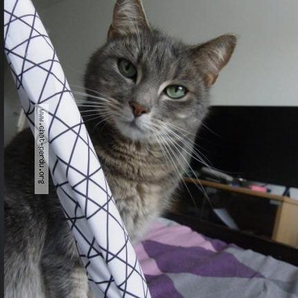 Foto 1/1 Nalla Chat perdido en Rives