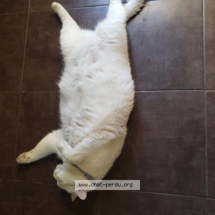Foto 1/1 Crapule Chat perdido en Marseille