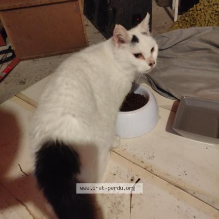 Foto 1/1 Gato encontrado Encontrado en Romilly sur seine