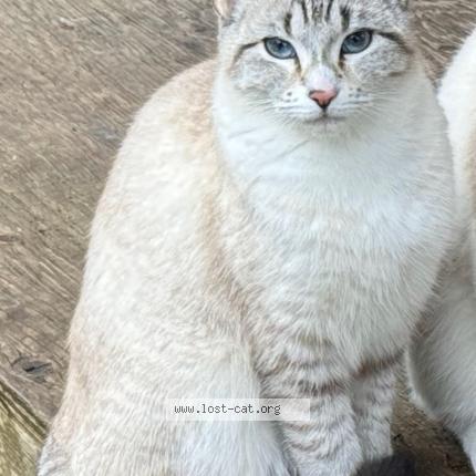 Foto 1/1 Saber Chat perdido en Coombs