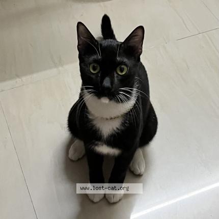 Foto 1/1 Kiko Chat perdido en Chennai