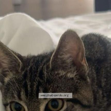 Foto 1/1 NINOUCHE Chat perdido en Roissy en brie