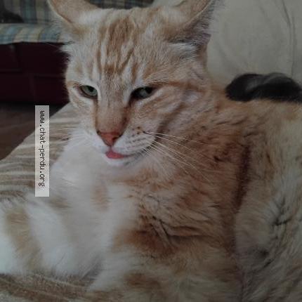 Foto 1/1 ODI Chat perdido en Druelle balsac