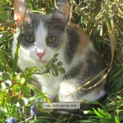 Foto 1/1 Pastelle Chat perdido en Voreppe