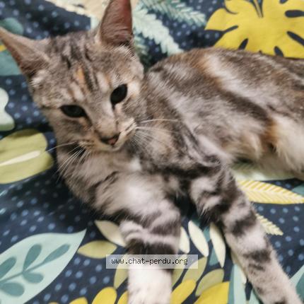 Foto 1/1 Gato encontrado Encontrado en Poisy