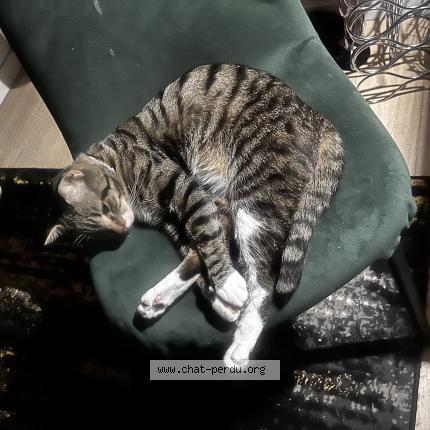 Foto 1/1 Khanaï Chat perdido en Villier en biere