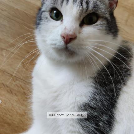 Foto 1/1 Sky Chat perdido en St cyr l ecole