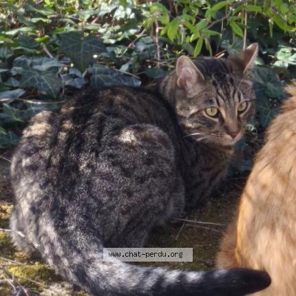 Foto 1/1 Nimba Chat perdido en La clayette