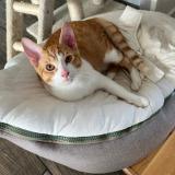 Foto del gato perdido en Beaufort En Anjou