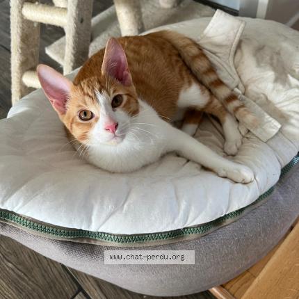 Foto 1/1 Uby Chat perdido en Beaufort en anjou