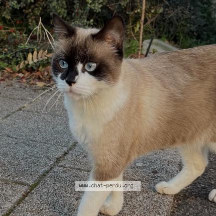 Foto 1/1 Kirua Chat perdido en Chenove