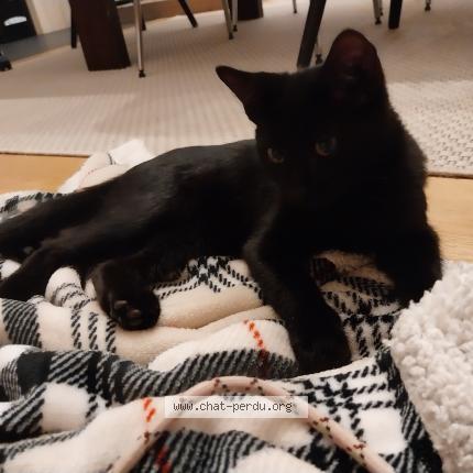 Foto 1/1 Lixy Chat perdido en Chaponost
