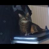 Foto del gato perdido en Bonnay