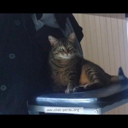 Foto 1/1 Lilou Blacky sur le tatouage Chat perdido en Bonnay