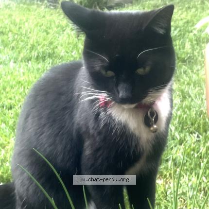 Foto 1/1 Thai Chat perdido en Verdun