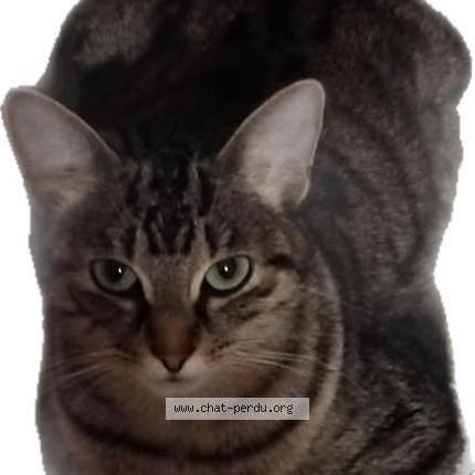 Foto 1/1 Amber Chat perdido en Lyon