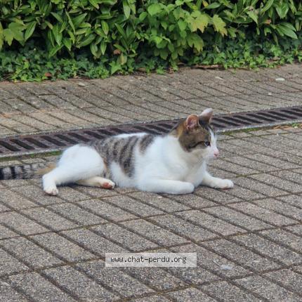 Foto 1/1 Moussi Chat perdido en Bourgoin jallieu