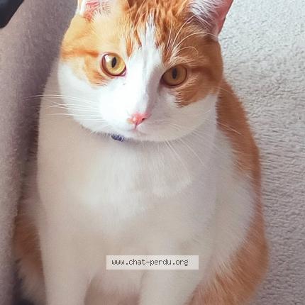 Foto 1/1 Filou Chat perdido en Petite foret