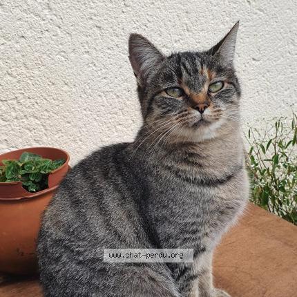 Foto 1/1 Grisette Chat perdido en Le retail