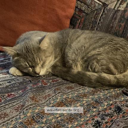 Foto 1/1 Otis Chat perdido en Coirac