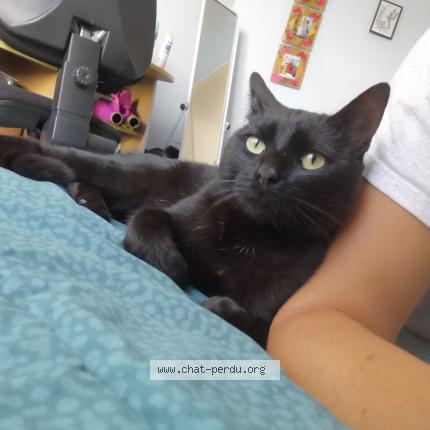 Foto 1/1 MILO Chat perdido en Poitiers