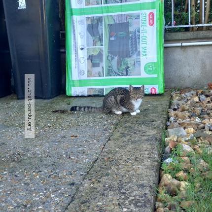 Foto 1/1 Gato encontrado Encontrado en Dieppe