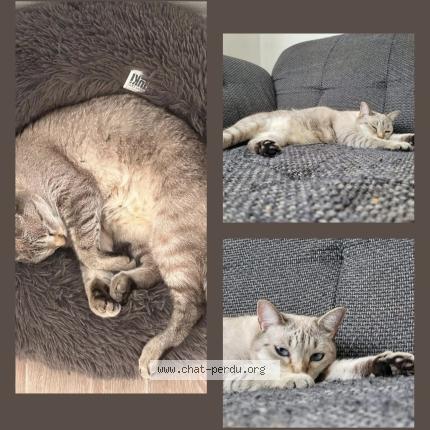 Foto 1/1 Flocon Chat perdido en Valleiry