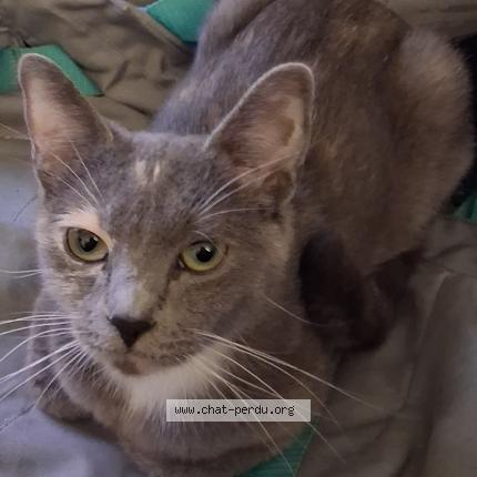 Foto 1/1 Soleil Chat perdido en St pere sur loire