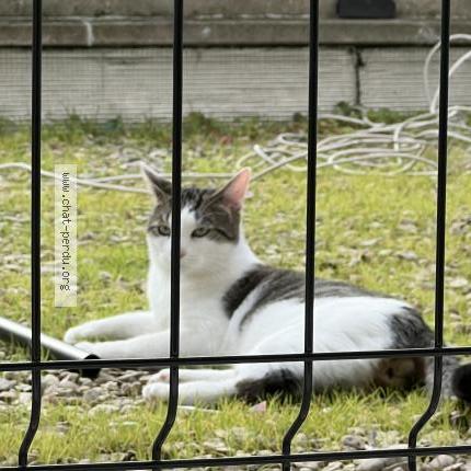 Foto 1/1 Gato encontrado Encontrado en Paris