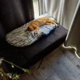 Foto del gato perdido en Le Lardin Saint Lazare