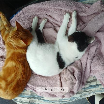 Foto 2/3 Zora Chat perdido en Le lardin saint lazare