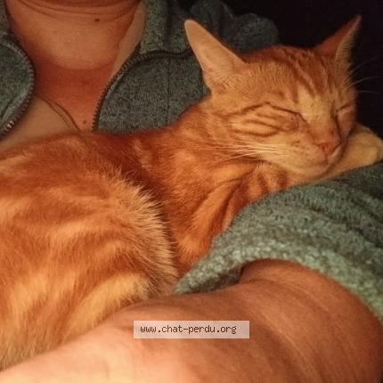 Foto 3/3 Zora Chat perdido en Le lardin saint lazare