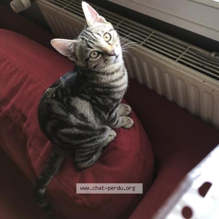 Foto 1/2 Tigrou Chat perdido en Venissieux