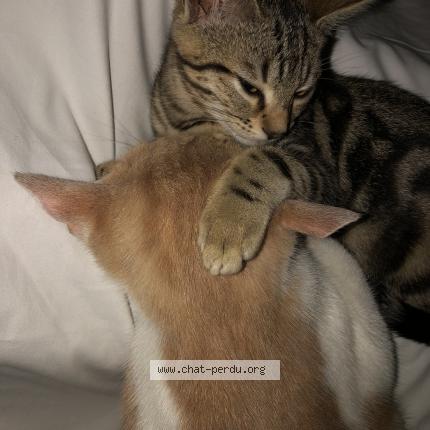 Foto 2/2 Tigrou Chat perdido en Venissieux