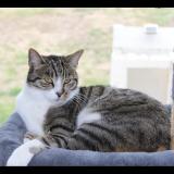 Foto del gato perdido en Sigoules