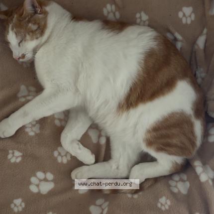 Foto 5/5 FEKIH SABRINA Chat perdido en Lyon venissieux