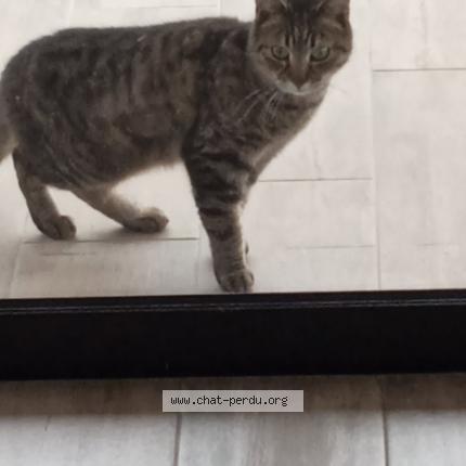 Foto 1/1 Gato encontrado Encontrado en La gaude