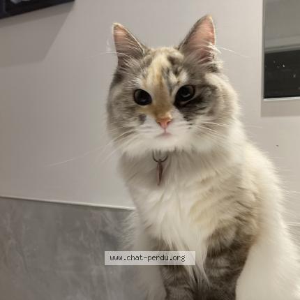 Foto 1/1 Hope Chat perdido en Repentigny