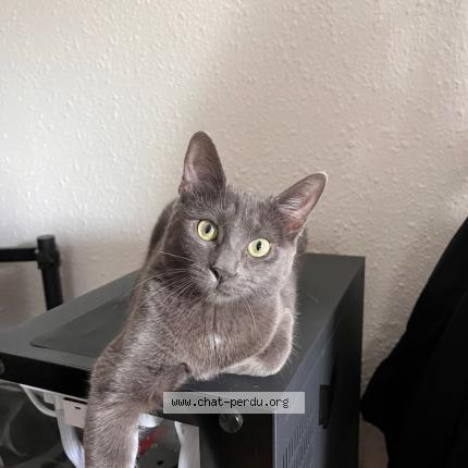 Foto 1/1 Koumi Chat perdido en Montpellier