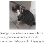 Foto del gato perdido en Saint Germain Sur Moine